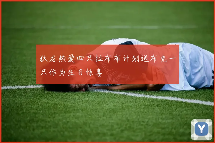狄龙热爱四只拉布布计划送布克一只作为生日惊喜